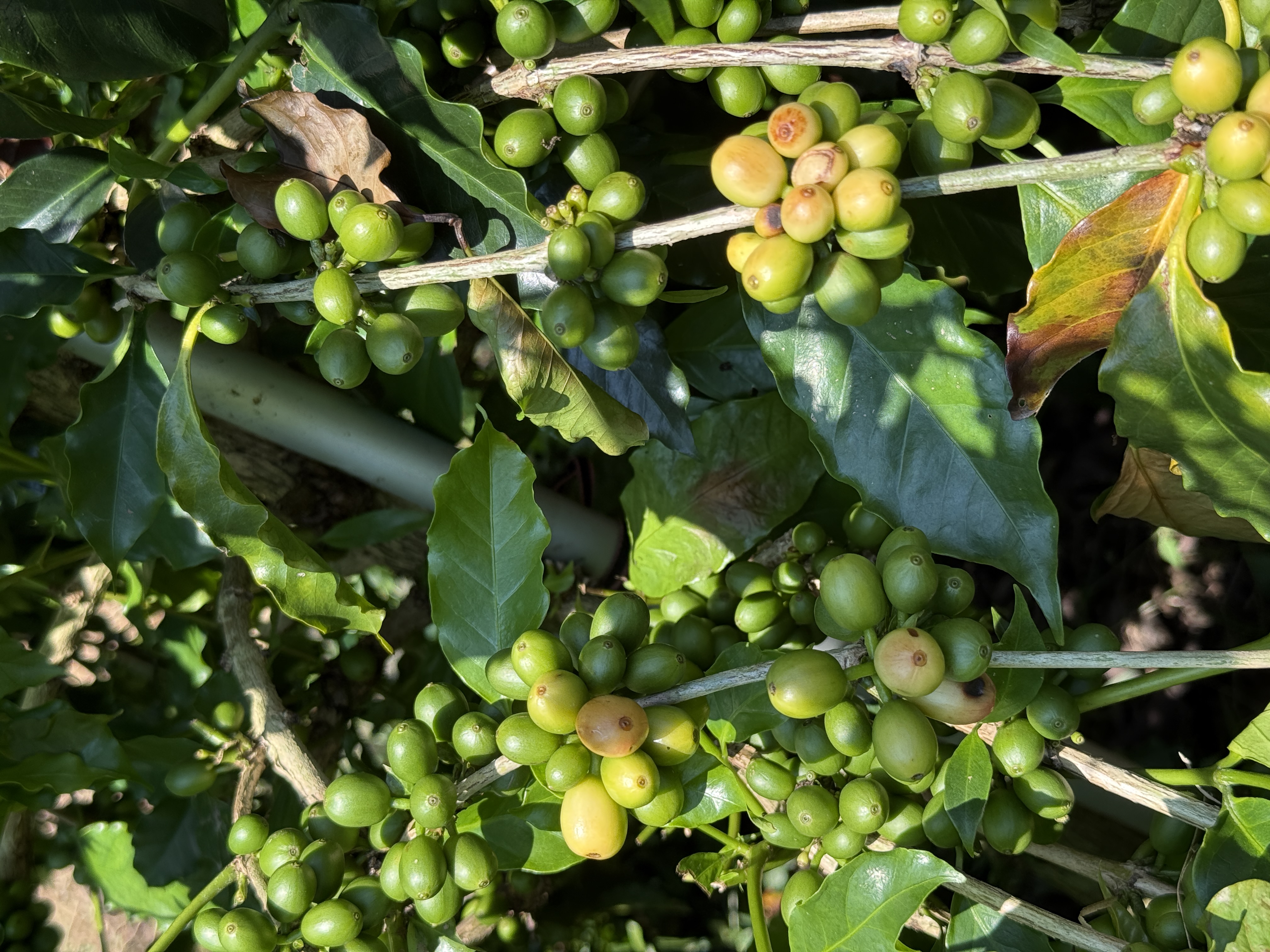 咖啡樹果實(田間)