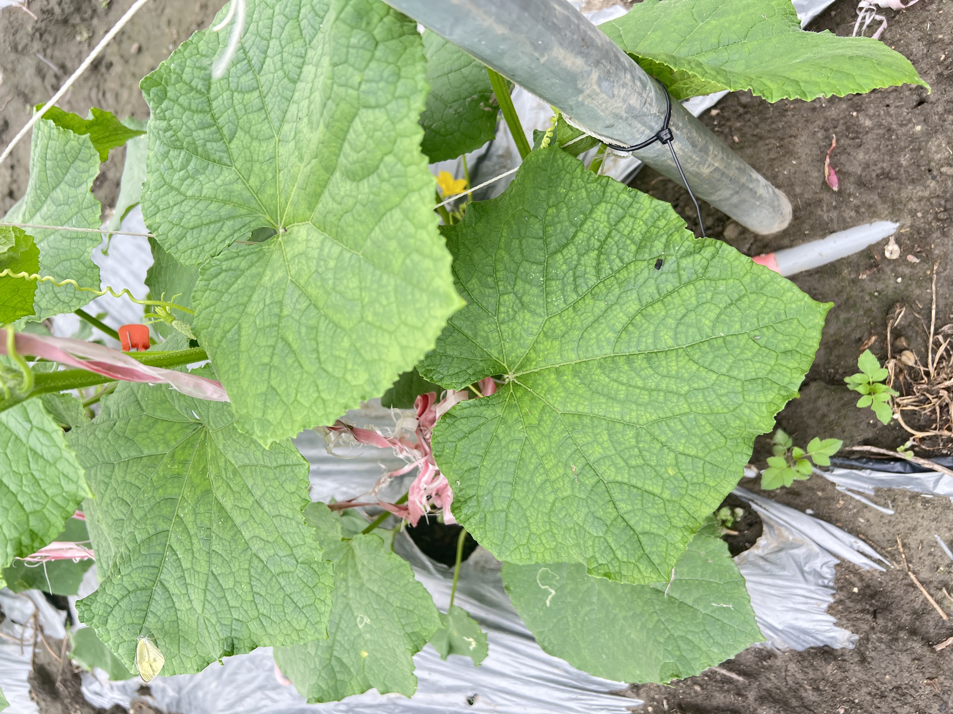 大瓜棚架(田間)