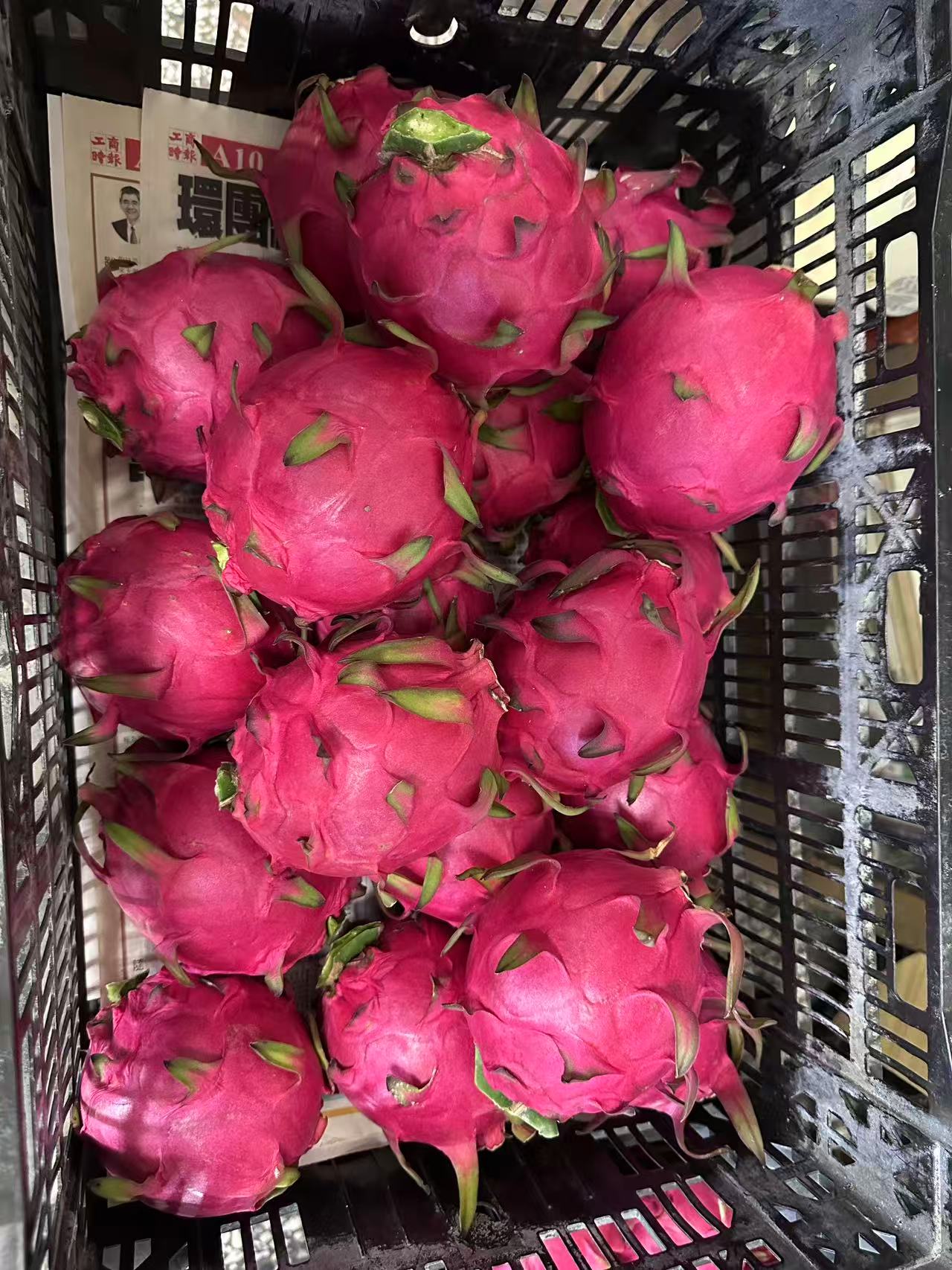 火龍果外觀(田間)