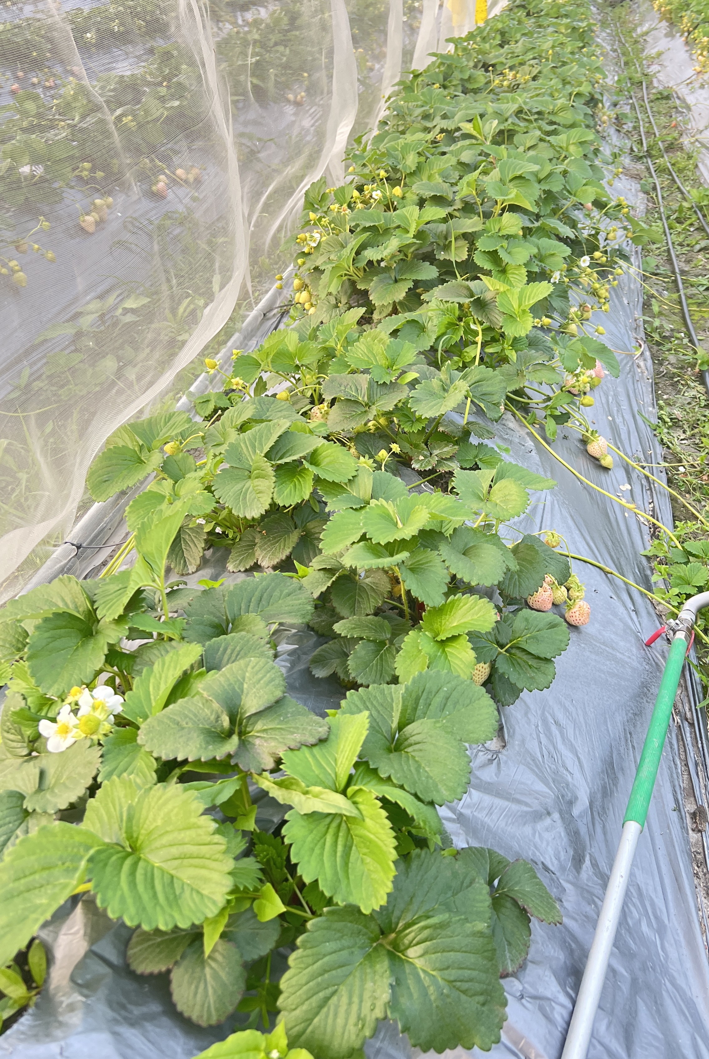 草莓植株(田間)