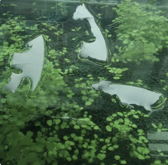 2024/05/13 首次放入魚缸