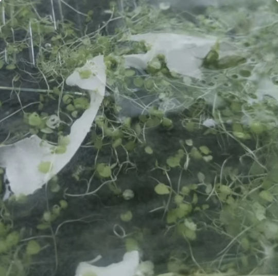 2024/06/19 測試片開始長黴菌