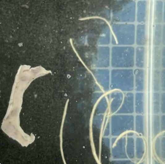 2024/09/14 測試片變化明顯