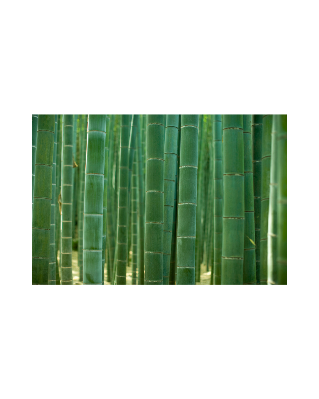 以竹子等生物基材料