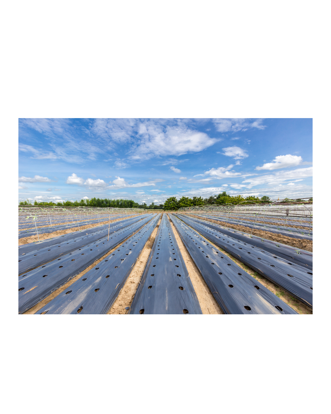 吹製成全生物降解