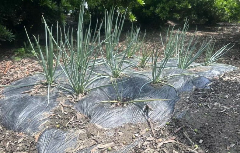 蔥田—覆膜後長勢整齊,省工